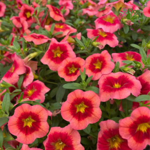 H59. Kalibrahoja - Fresh & Fruity Smoothie