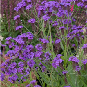 K94. Dienvidamerikas verbena - Violetta