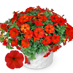 M65. Petūniju, kalibrahoju hibrīds - Pečoja BeautiCal Red Maple