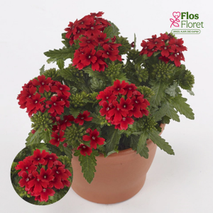 K95. Hibrīdā verbena - Drums Red