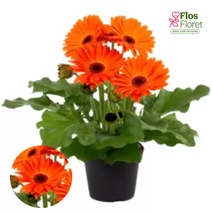 H15. Gerbera - Joybera Orange