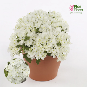 K96. Hibrīdā verbena - Drums White