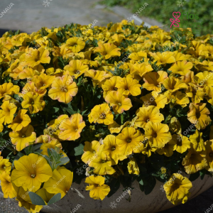 M67. Petūniju, kalibrahoju hibrīds - PečojaPetchoa BeautiCal Yellow Sun