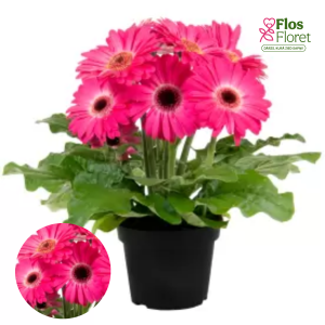 H16. Gerbera - Joybera Pink