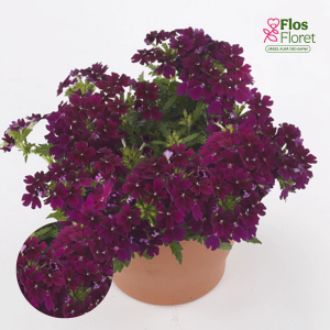 K97. Hibrīdā verbena - Drums Dark Purple