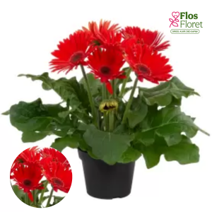 H17. Gerbera - Joybera Red
