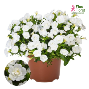 H63. Kalibrahoja - MiniFamous  Neo Double White Elegance