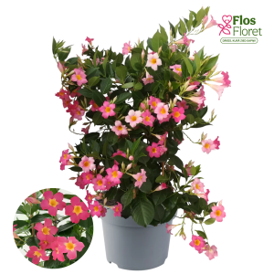 G90. Mandevilla - Quartz Pink & Yellow	