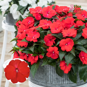 K70. Jaungvinejas balzamīne - Clockwork™ GL Red