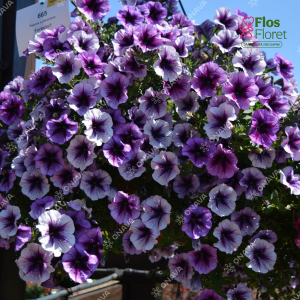 M42. Petūnija -  Fortado Purple Vein  (Lielziedu, nokarenā)