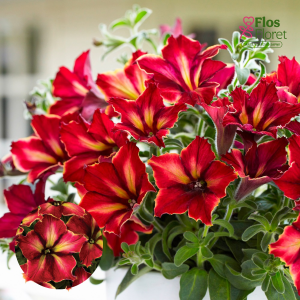 M40. Petūnija - Crazytunia Mandeville