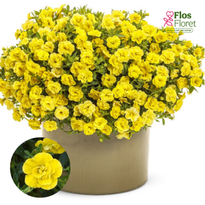 H64. Kalibrahoja - MiniFamous Neo Double Yellow