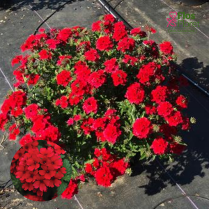 K99. Hibrīdā verbena - Lascar Dark Red