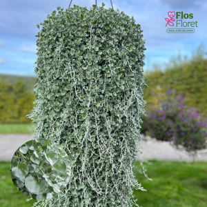 M97. Sudrabainā dihondra -  Silver Falls