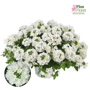 K100. Hibrīdā verbena - Lascar White