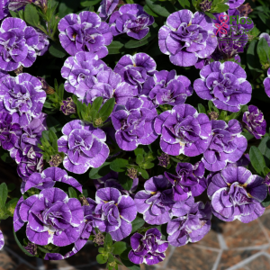 PV589. Kalibrahoja -  Loopy Lavender