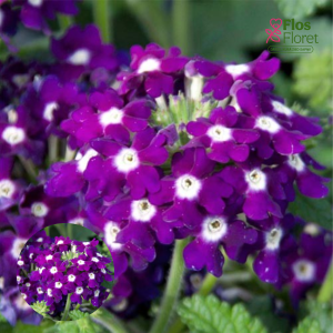 M1. Hibrīdā verbena - Lascar Dark Violet