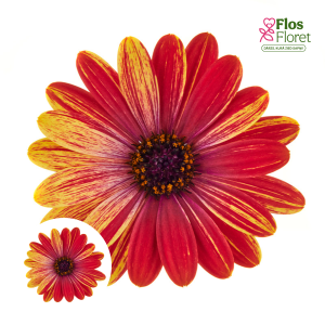 M2. Akmeņsēkle - Cape Daisy Zanzibar Fireworks Red