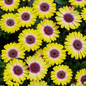 M4. Akmeņsēkle - FlowerPower Tropic Sun