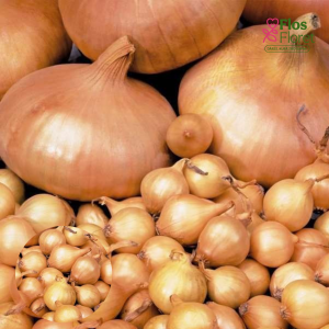 H23. Sīksīpoli - STUTTGARTER RIESEN PAVASARA 0,500 kg