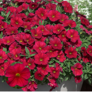H70. Kalibrahoja - The Power Sisters Red Runa- CALIBRACHOA X PETUNIA THE POWER SISTERS