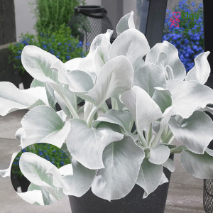 O4. Enģeļlapu krustaine - Angel Wings