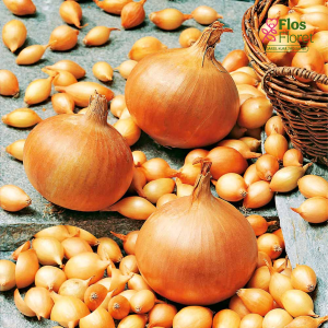 H25. Sīksīpoli - STURON  PAVASARA 0,500 kg