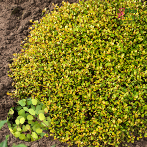 O5. Skaujošā mīlenbekija - Golden Girl