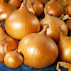 H26. Sīksīpoli - CORRADO  F1 PAVASARA 0,500 kg