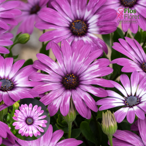 M9. Akmeņsēkle - FlowerPower Lavender Feather