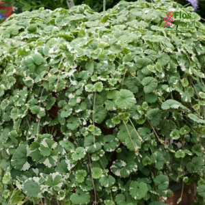 O8. Efeju sētzložņa - Variegata