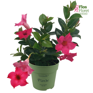 G91. Mandevilla - Agathe Mini Rose & Pink