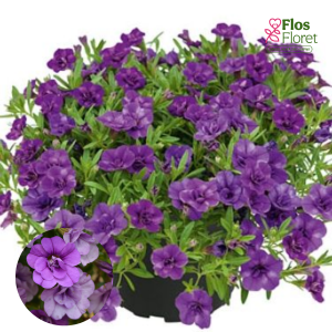 H37. Kalibrahoja - Calita Double Blue