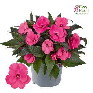 K71. Jaungvinejas balzamīne - Clockwork™ GL Salmon