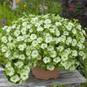 M43. Petūnija - Fortado Special White Green Edge (nokarena)