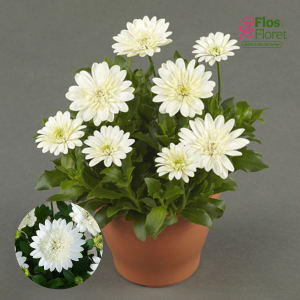 M11. Akmeņsēkle - 3D Nanuk