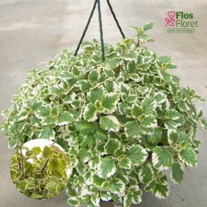 O9. Krūmveida plektrants - Plectranthus variegata