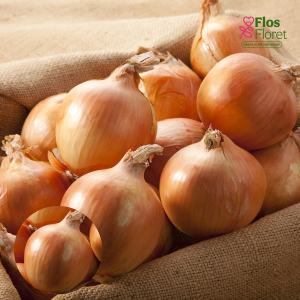 H29. Sīksīpoli - SETTON PAVASARA 0,500 kg