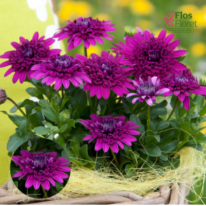 M12. Akmeņsēkle - 3D Purple