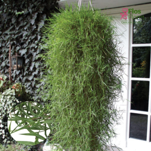 O10. Ložņu smilga - Green Twist