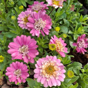 M14. Akmeņsēkle - 3D Pink Bicolor