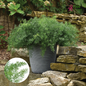 O12. Blīvziedu asparāgs - Fuzzy Fern Frizz