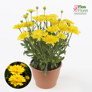 M17. Akmeņsēkle - 3D Deep Sun