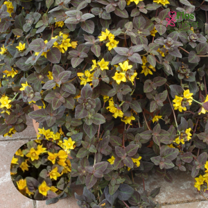 O14. Pļavu zeltene - Midnight Sun