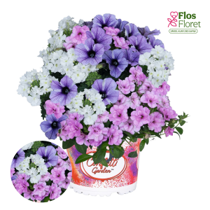 H81. Puķu maisījums - Confetti Garden Blueberry Cake