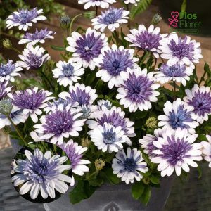 M18. Akmeņsēkle - 3D Steel Blue