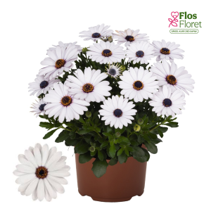 M19. Akmeņsēkle - Margarita White