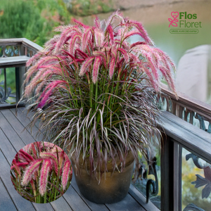 O16. Sarzāle - Tiny Tails