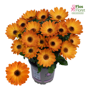 M20. Akmeņsēkle - Margarita Orange Flare