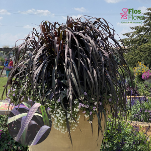 O17. Sarzāle - Vertigo